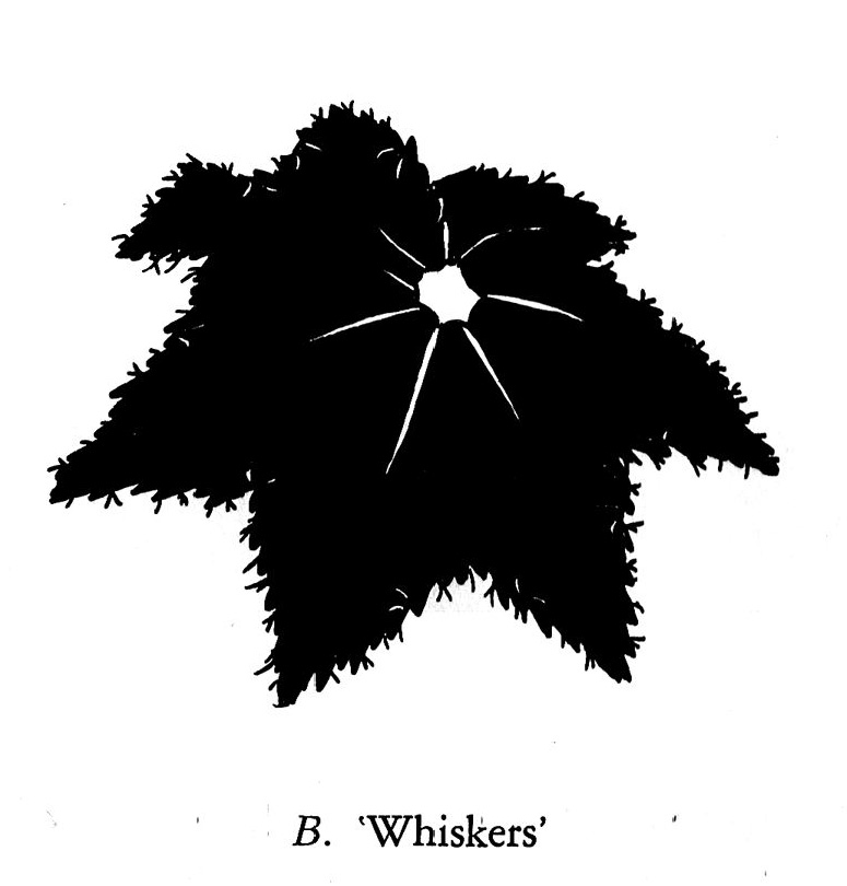 B. ‘Whiskers’